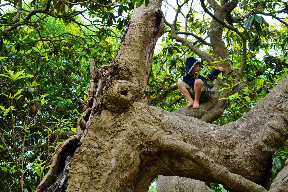 Boy Climbing A Tree