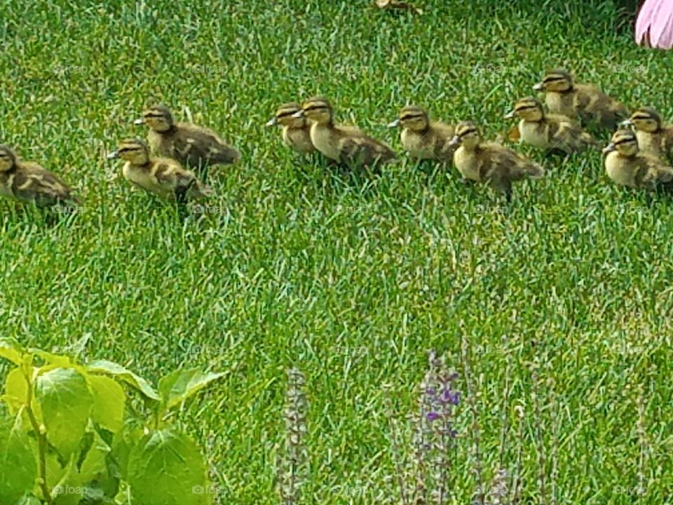getting your ducks in a row
