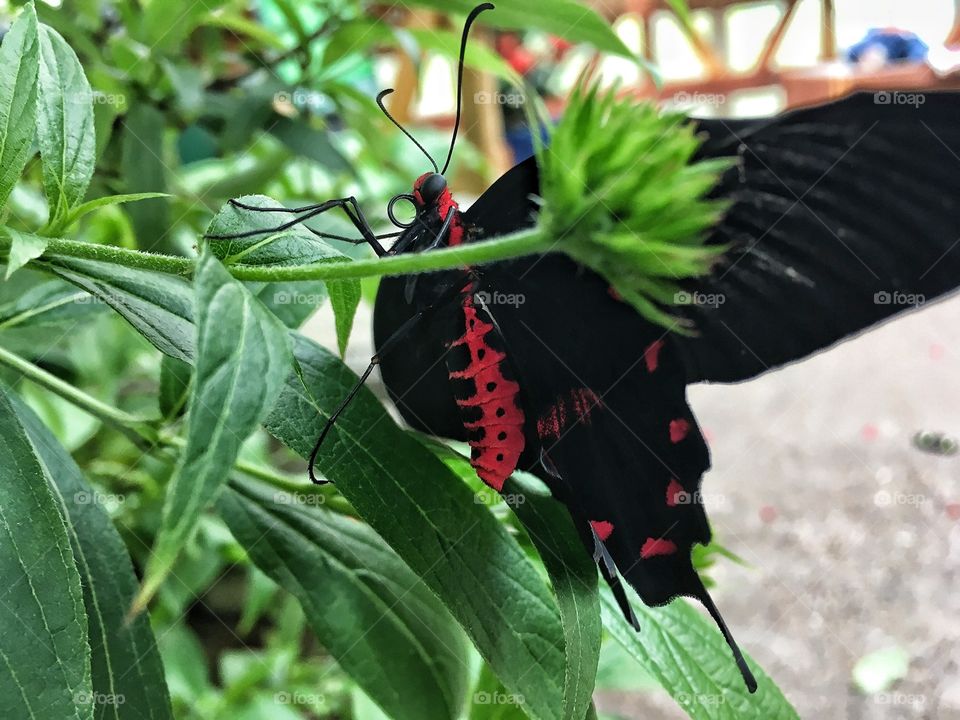 Black and red butterfly 