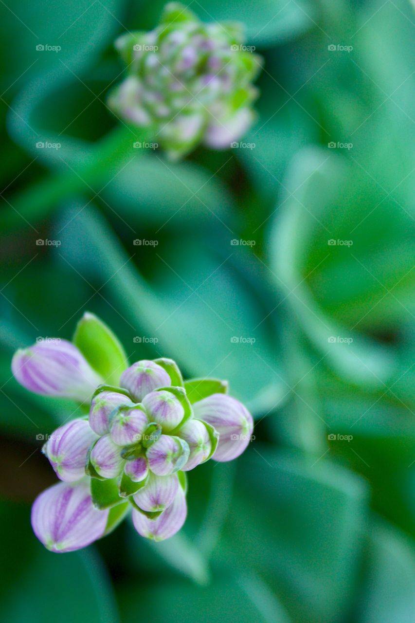 Lavender Hosta plant buds against a background of blurred leaves