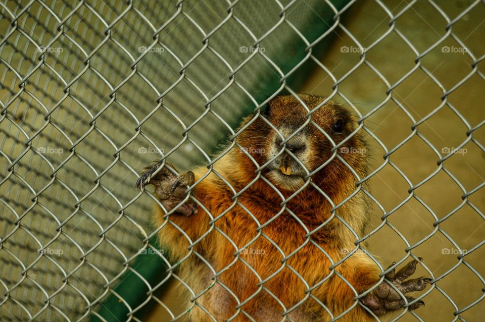 Photogenic gopher at the zoo