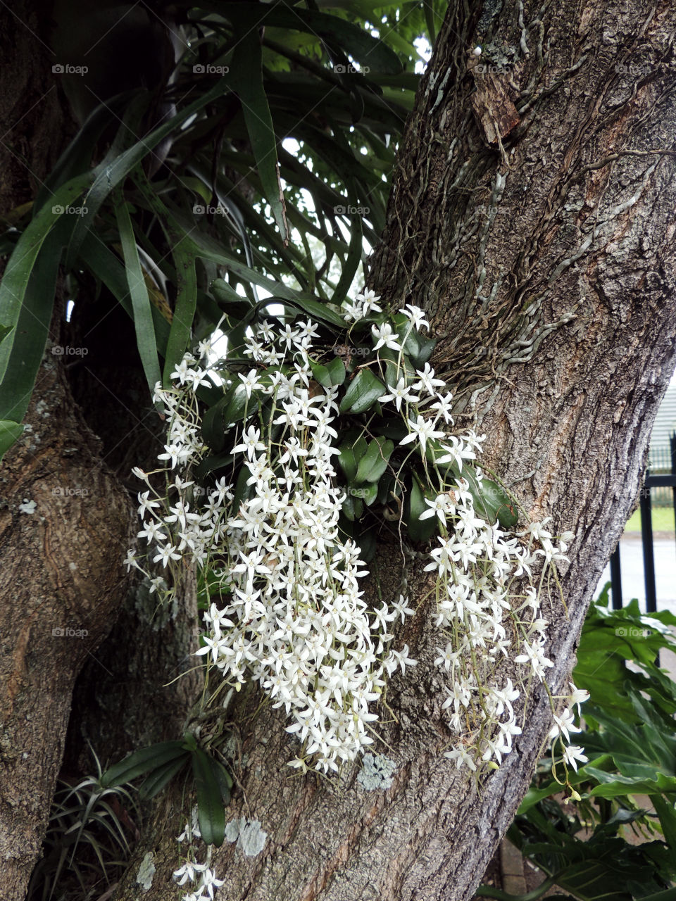 Dense growth of flower spikes on an orchid bearing small star-burst white blooms