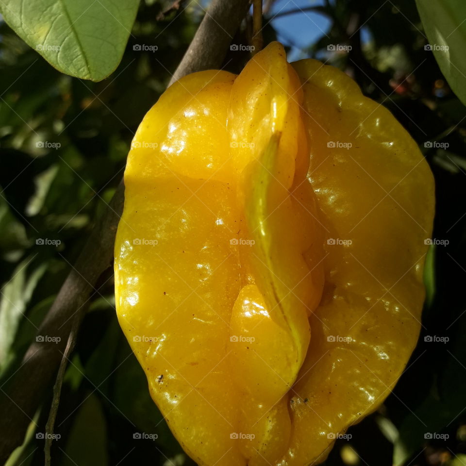 Fruit Carambola - bittersweet flavor, with a color ranging from green to yellow, depending on the degree of maturation, rich in mineral salts (calcium, phosphorus and iron) and containing vitamins A, C and B.