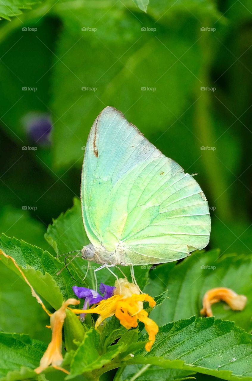green butterfly in the garden