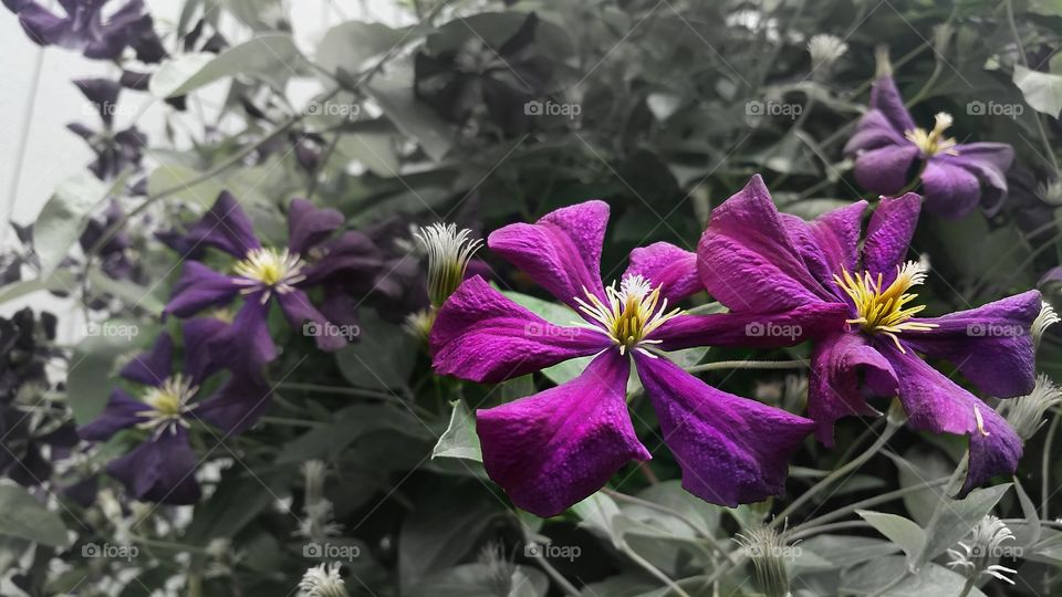 Close-up of purple flower