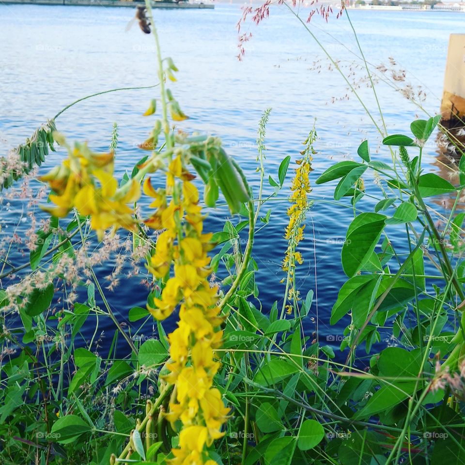 Flor amarela ao mar