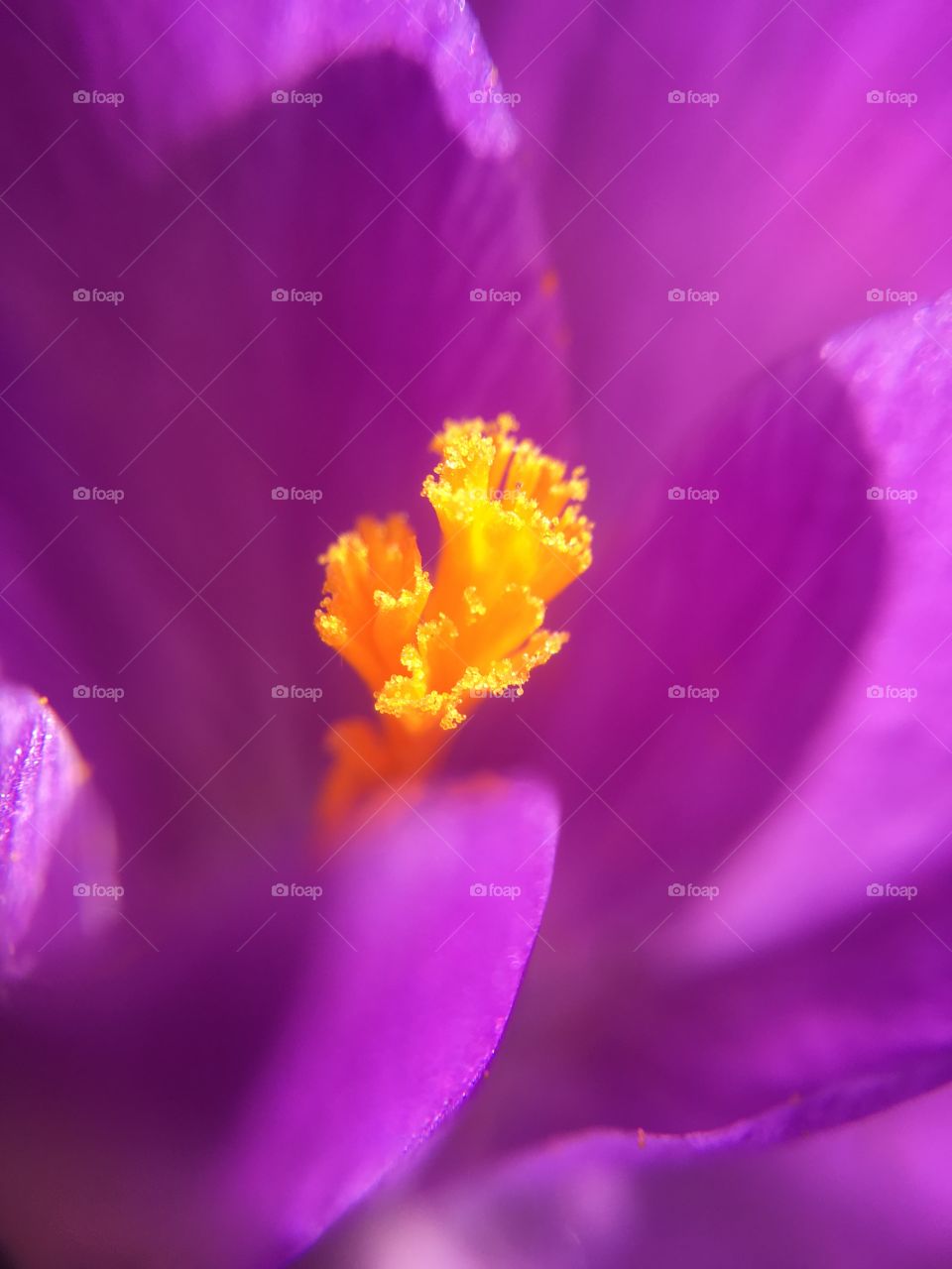 Crocus