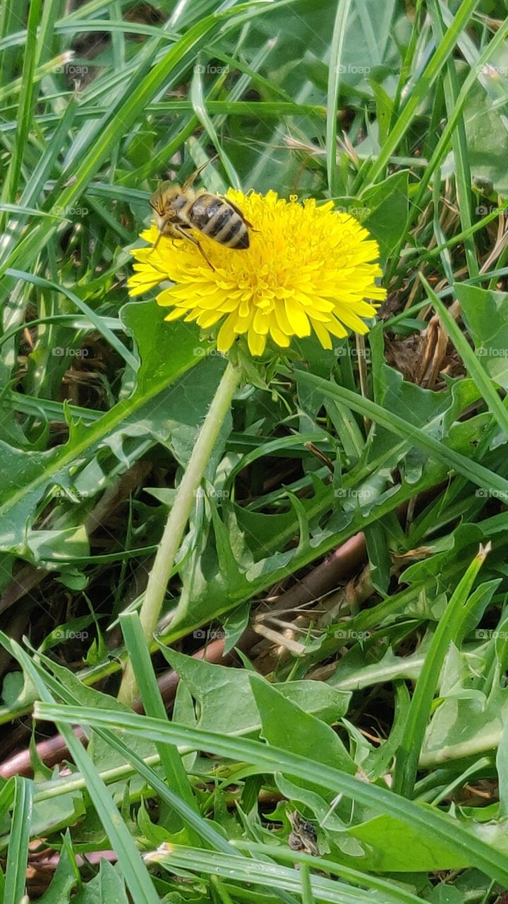 honey bee on dandelion