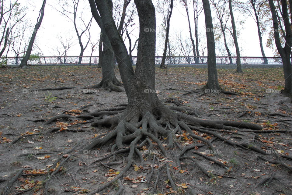 amazing web of roots