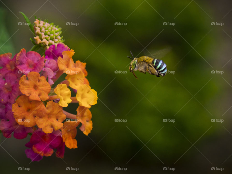 A thirsty Blue Bee hovering over a flower with its tongue out ready to drink the nectar.