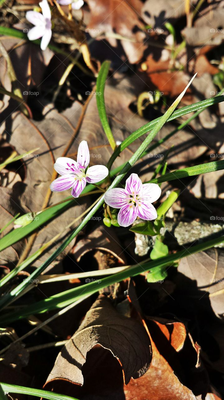 Spring Flower