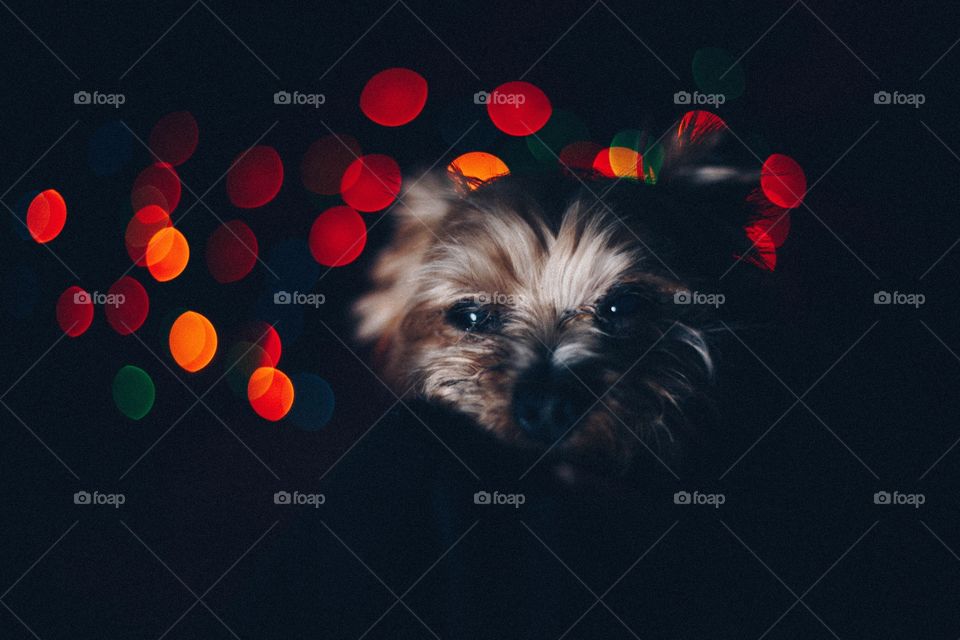 Dog with christmas lights
