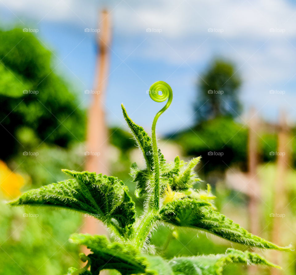 Amazing cucumber shapes of green