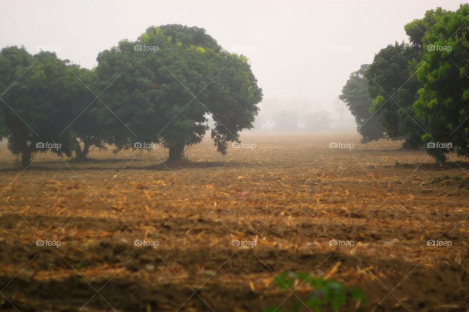 The trees and morning mist in winter are so beautiful.