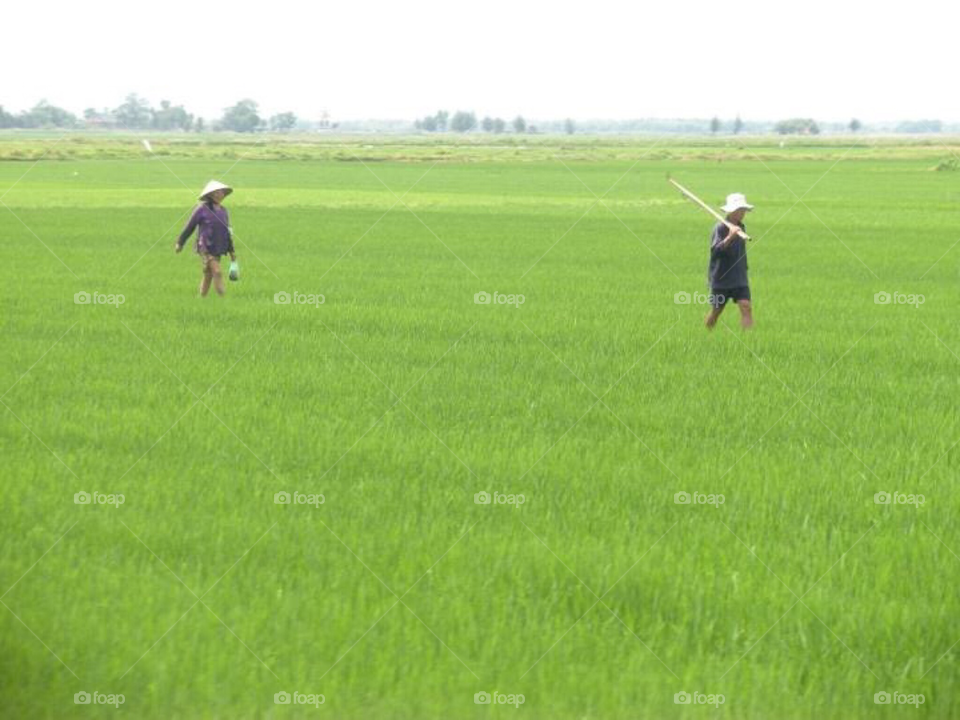 Rice fields