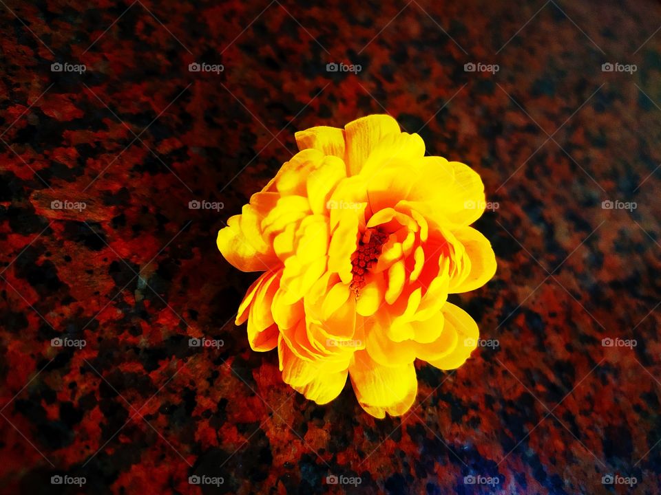 Flowers natural Beauty awesome view Shot on camera