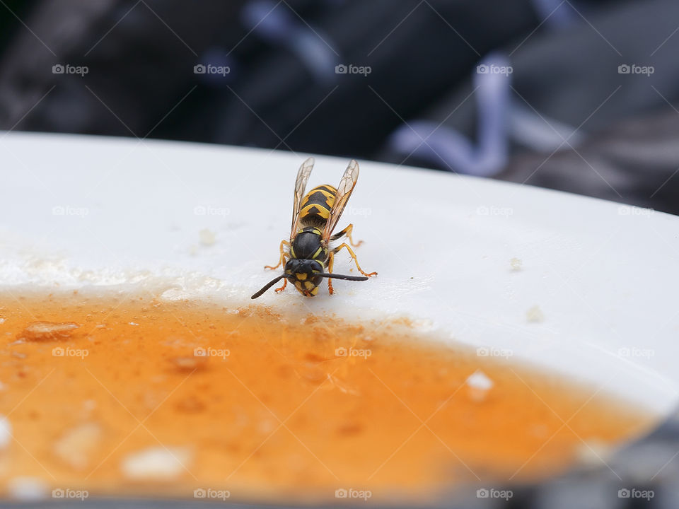 Bee