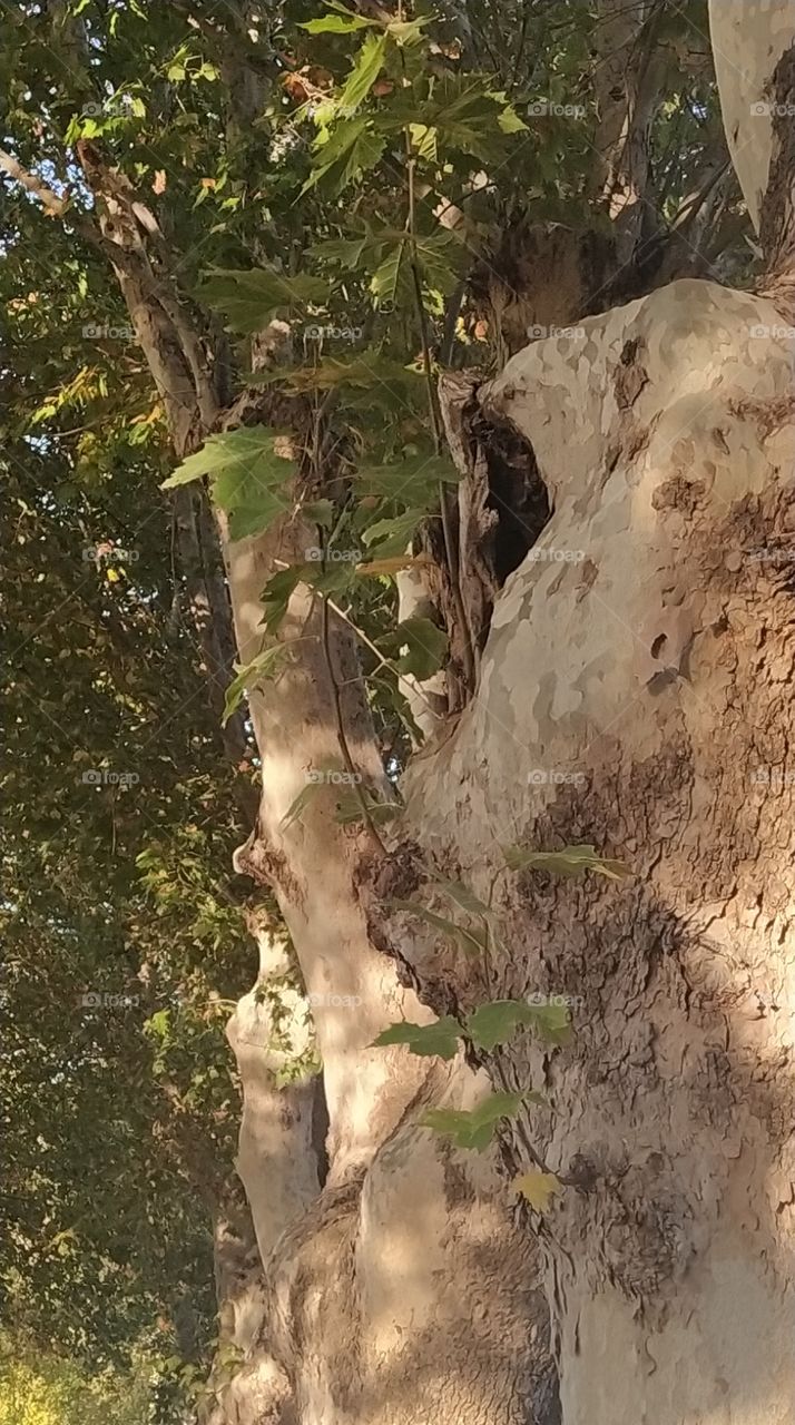 trees mountain forest