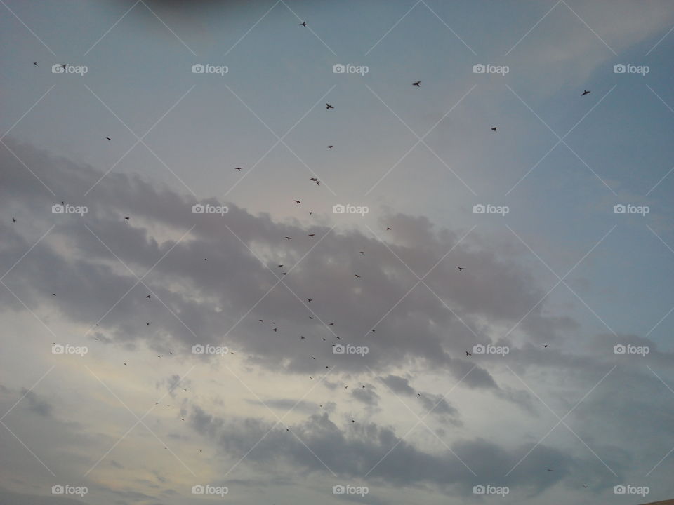 birds in the sky