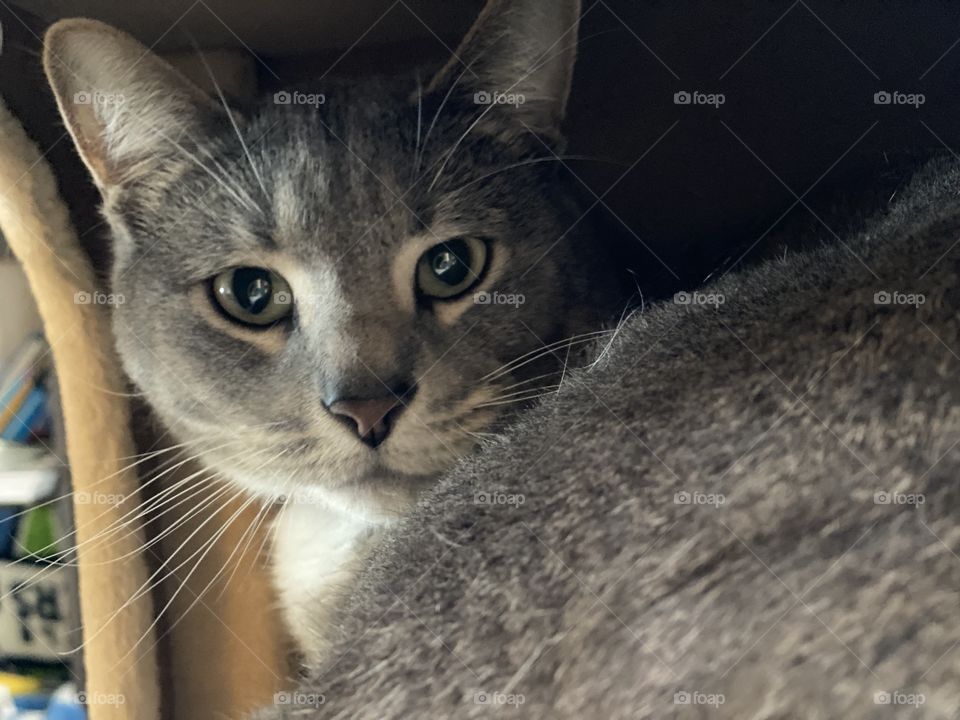 Grey tabby staring at the camera 