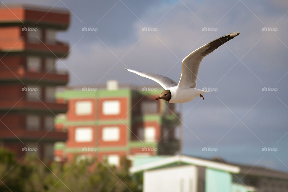 Beautiful seagull flying over the beach freedom outdoors nature landscape with buildings behind, coast background sunny day, wildlife animal