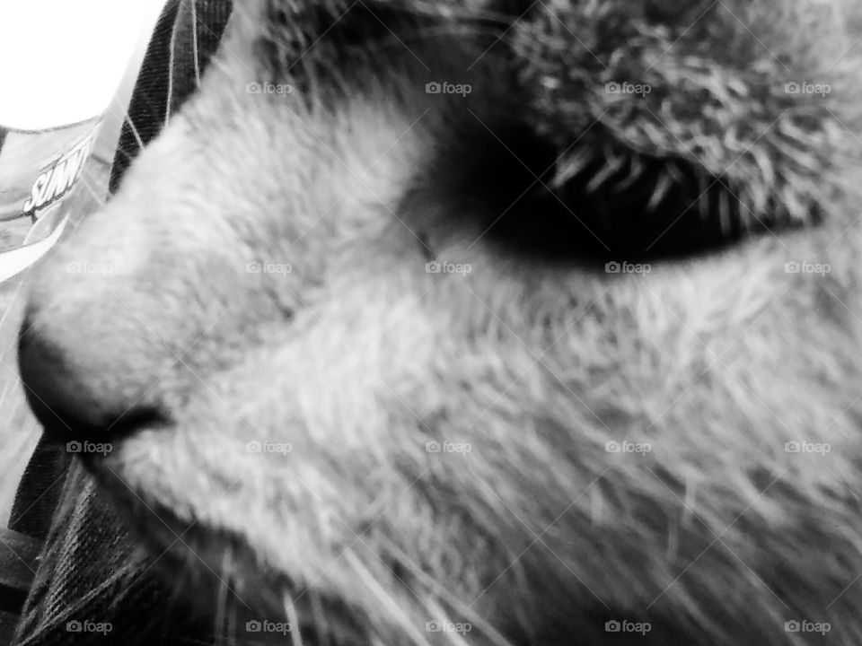 Lucy The Cat - Close-up