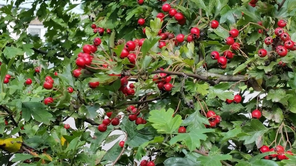 Fruit, Berry, Leaf, Tree, Nature