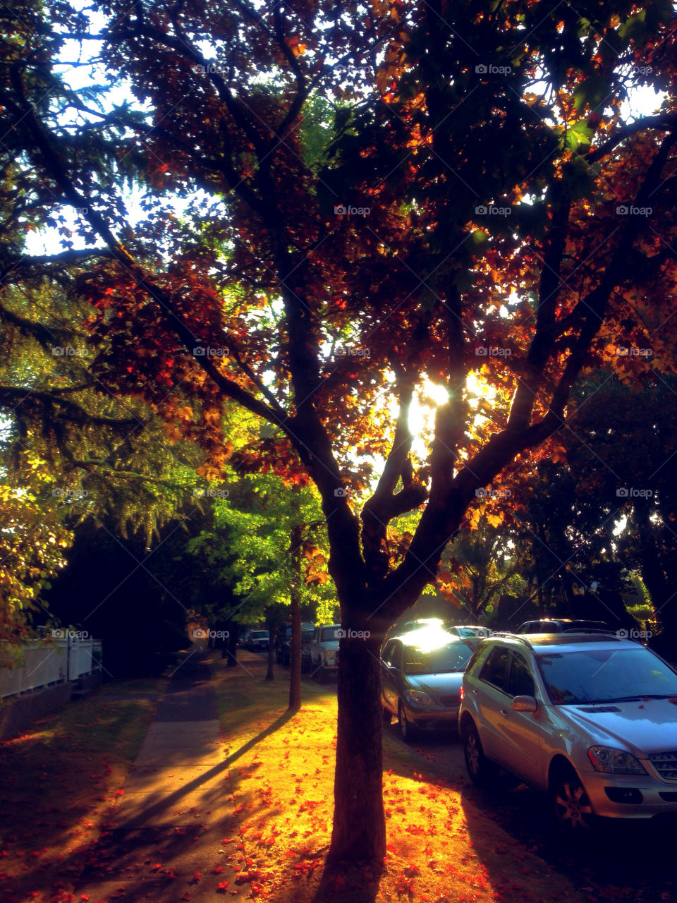 street tree leaves cars by tazmed