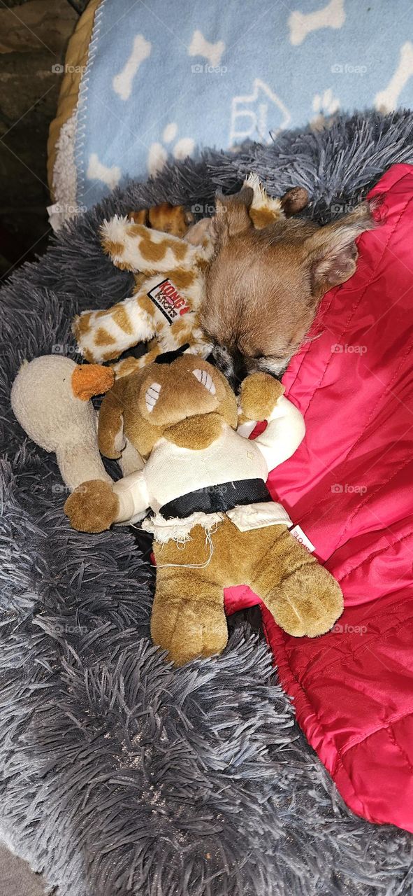 Try and find the dog in this picture.  He is hiding in plain sight. Fun with a puppy!🐾❣️