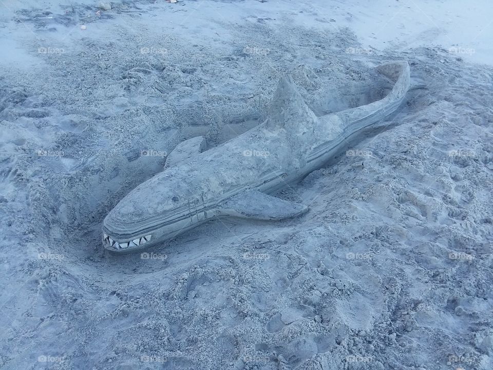 sand shark