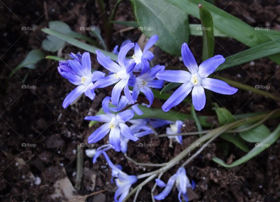 Beautiful flower blossoms with f glory of the snow 