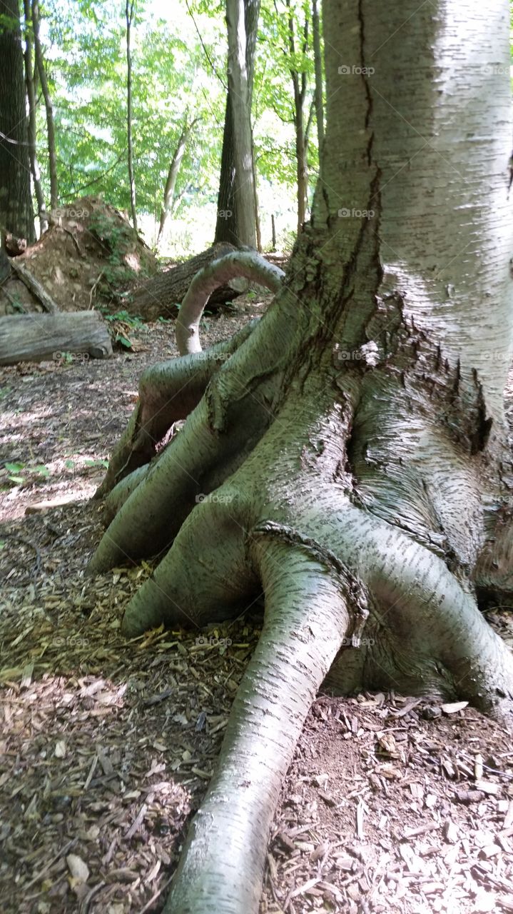 tree root