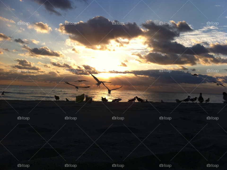birds sunrise miami miami beach by daflux