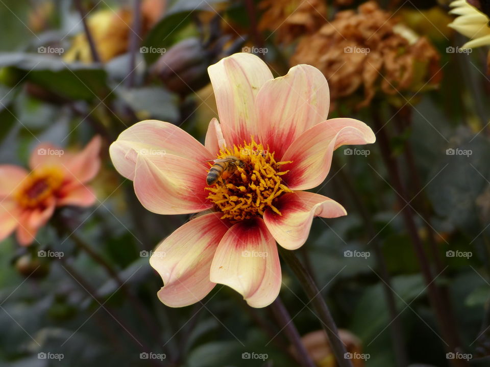 Bee on flower