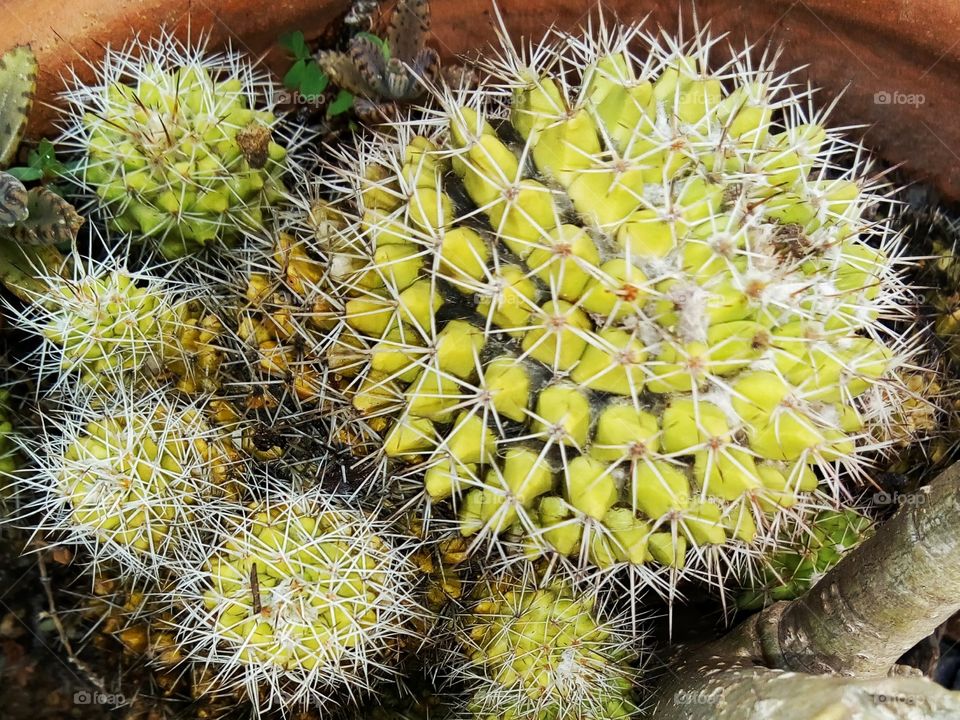 Cactus