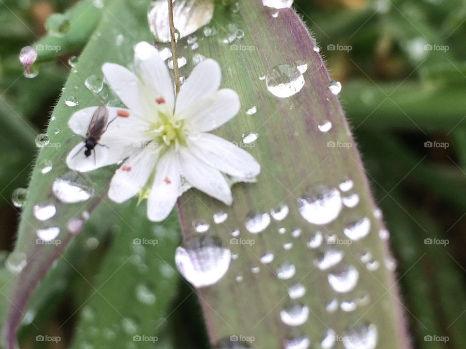 Water Drops 