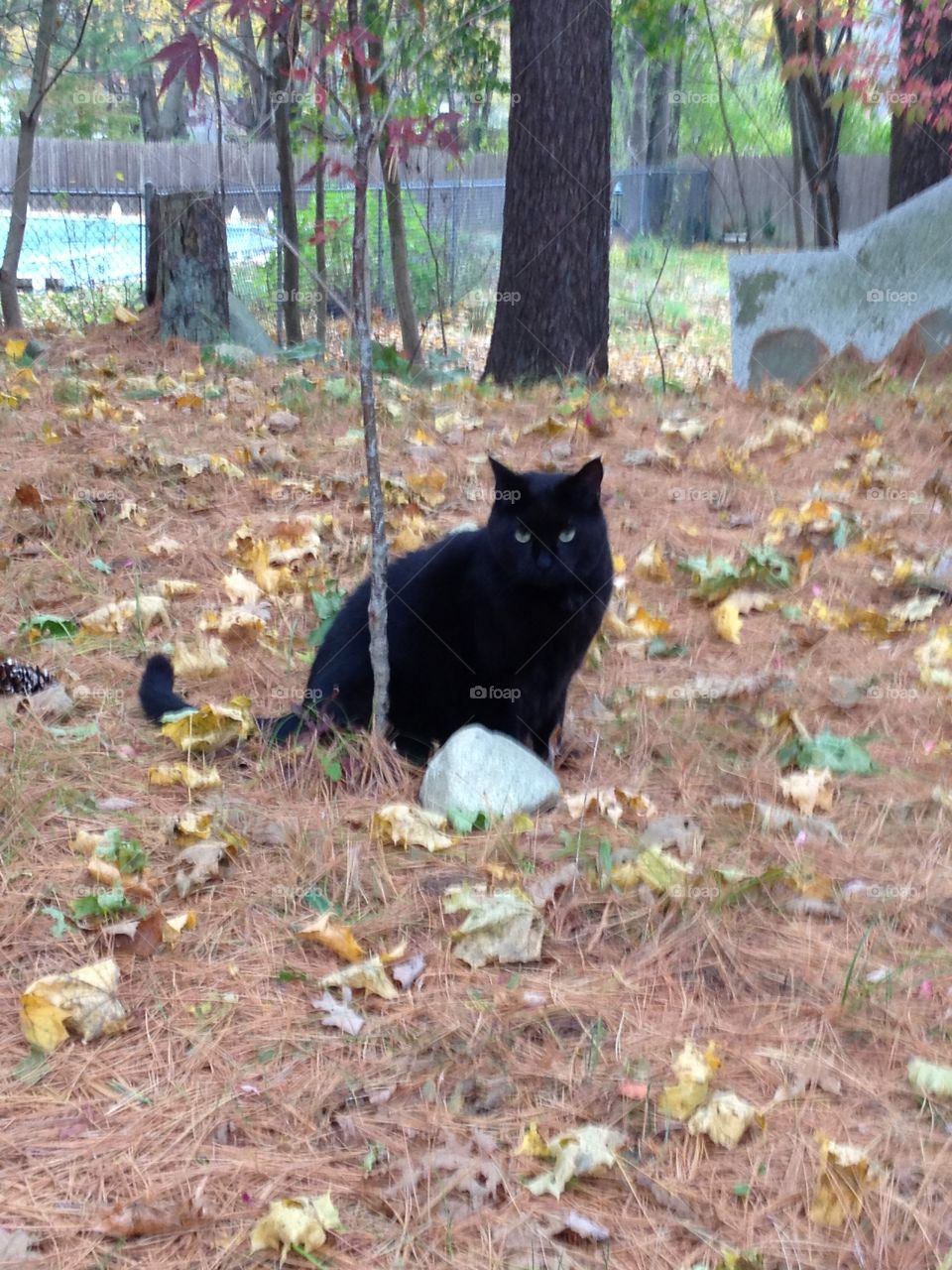 Black cat outside in Pine Grove.