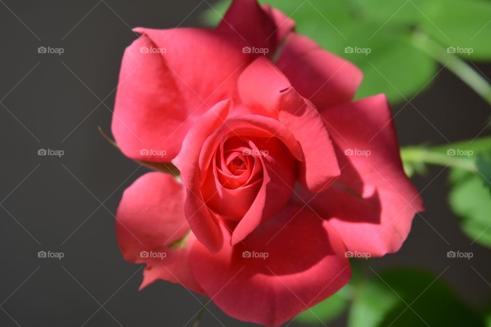 pink rose flower