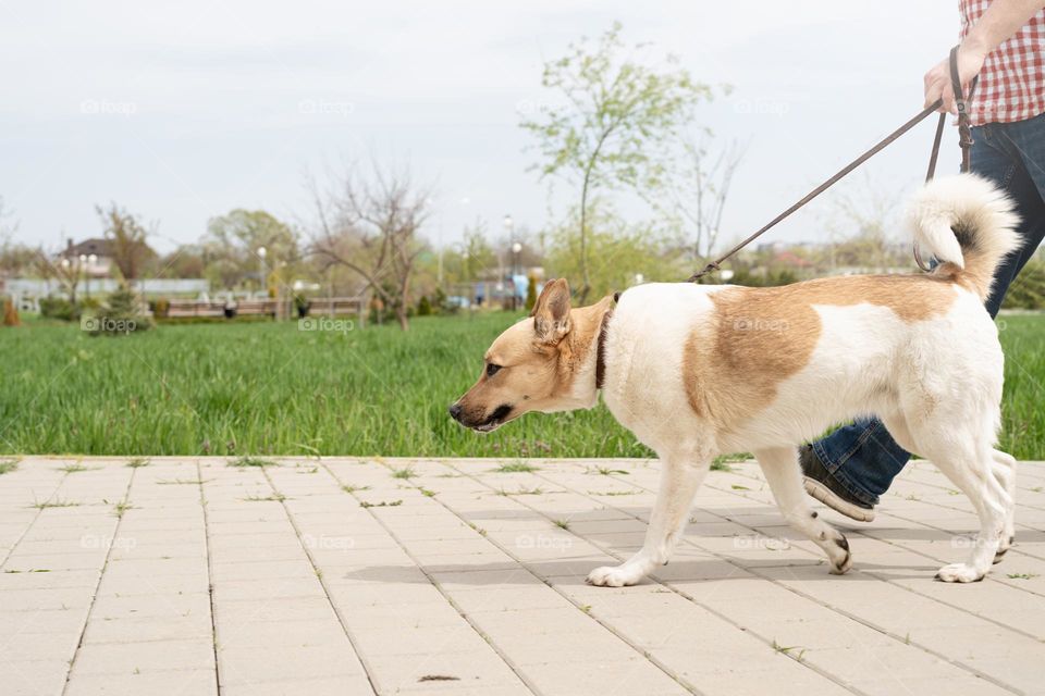 man and dog walking