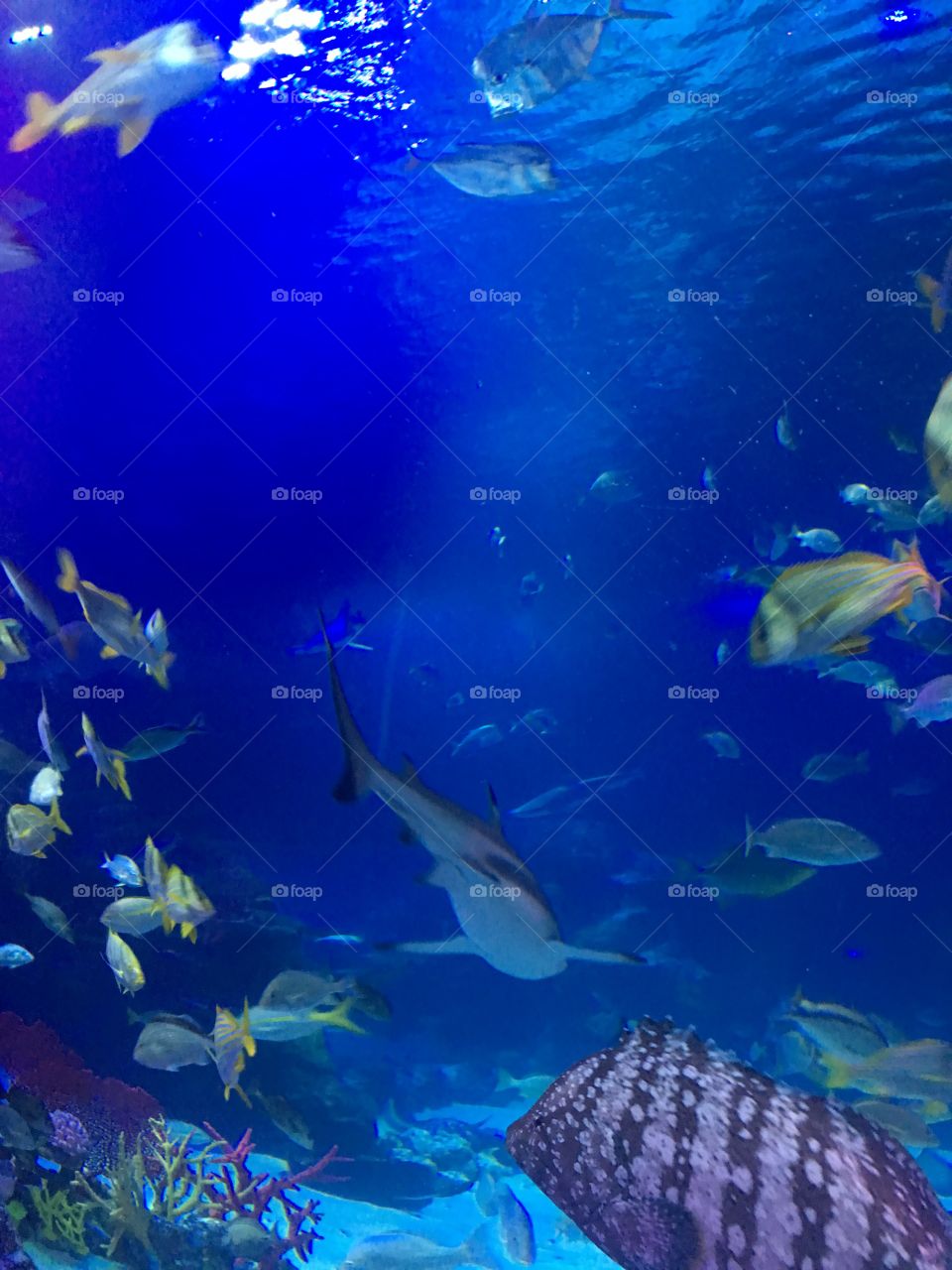 Shark aquarium photo 