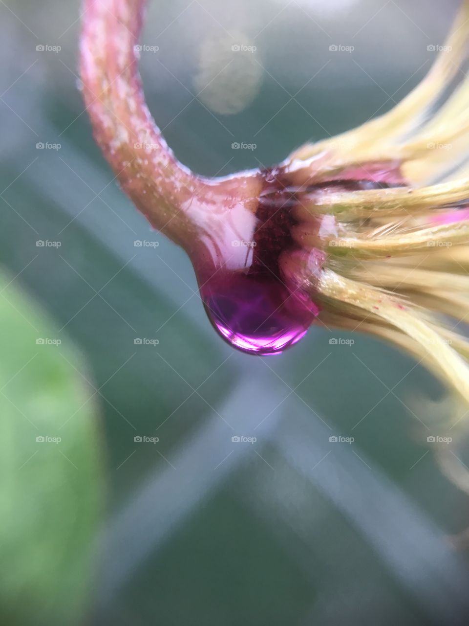 Pink drop