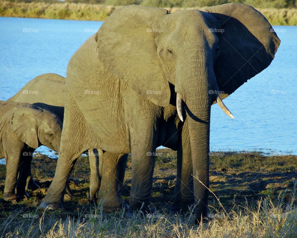 African elephant with calf