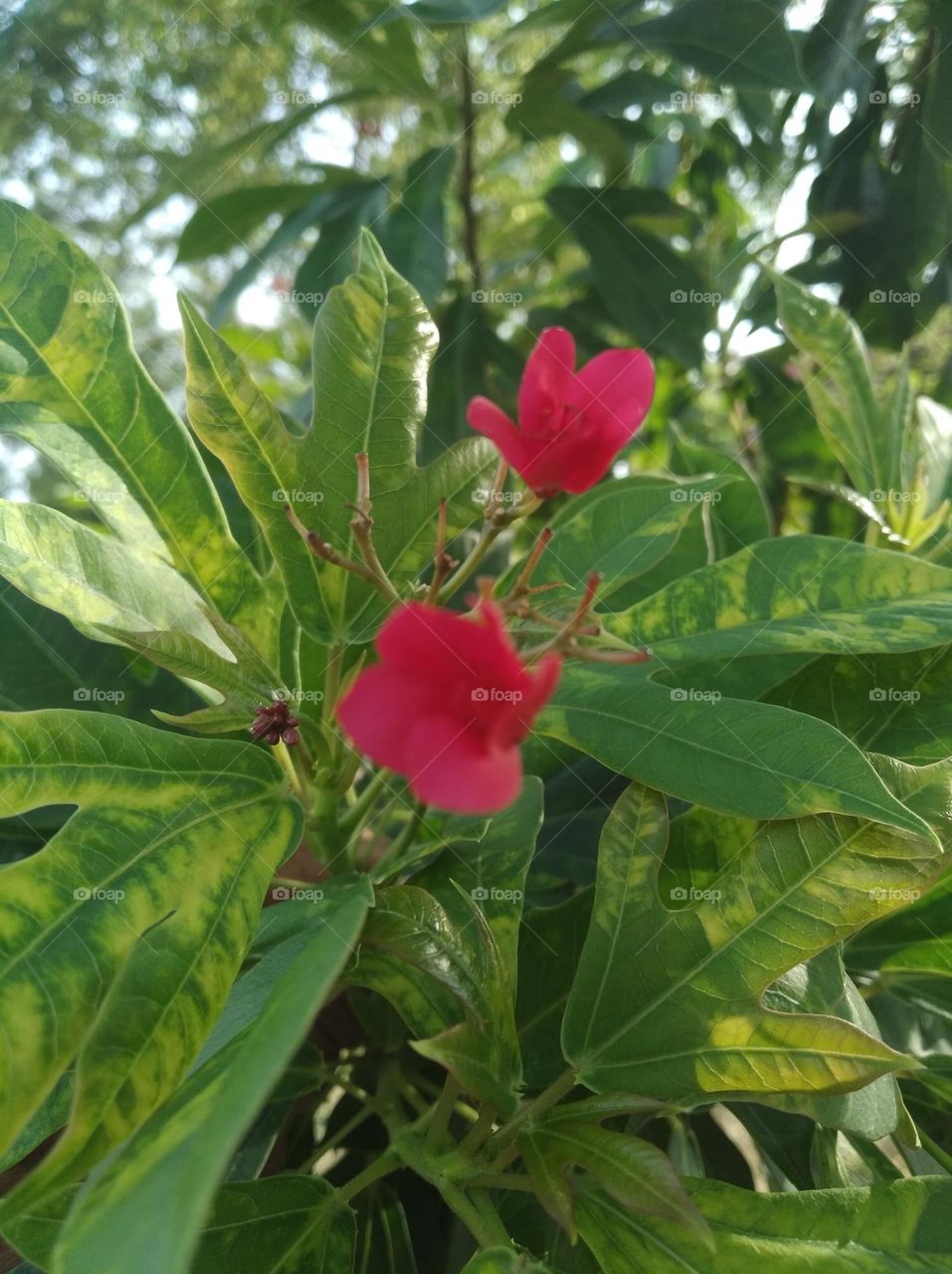 red flower seasonal fresh shurb small size looks very beautiful generally found everywhere