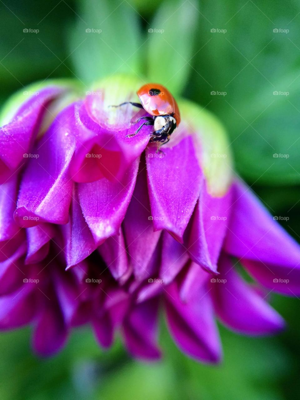 Thank You … this plant was a gift from a friend and whilst watering it I noticed this lil ladybird 🐞