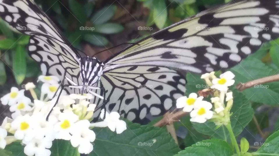 close encounter with a butterfly