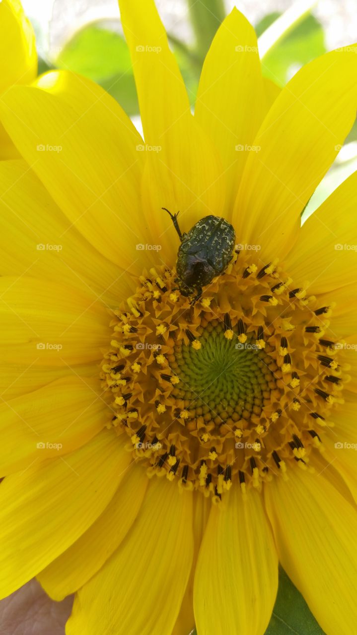 Nature, No Person, Flower, Summer, Pollen