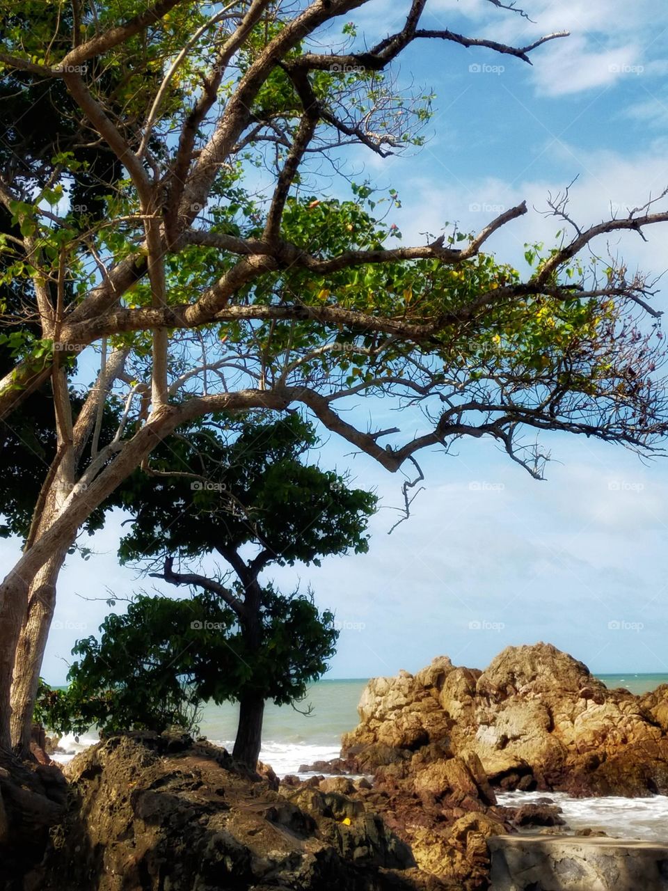 photography pictures of trees, mountains, cloves, rocks, sky, sea, sea