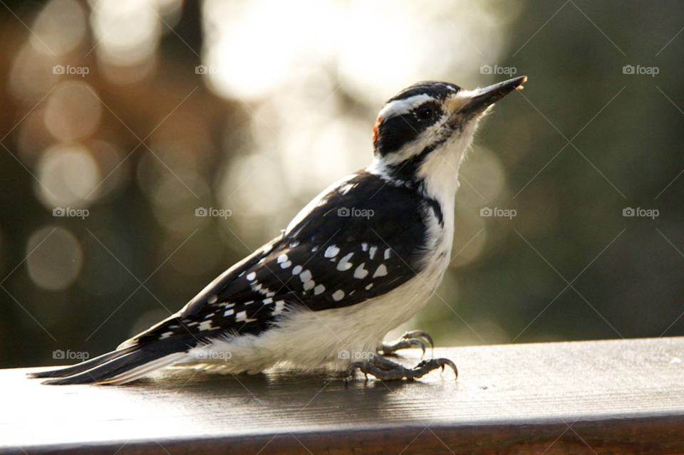 winter bird beak woodpecker by christomck