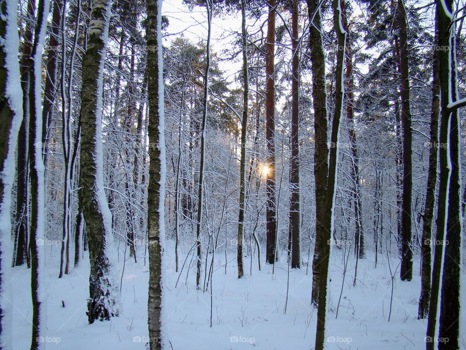 Winter forest at sunset ❄️🌲❄️☀️