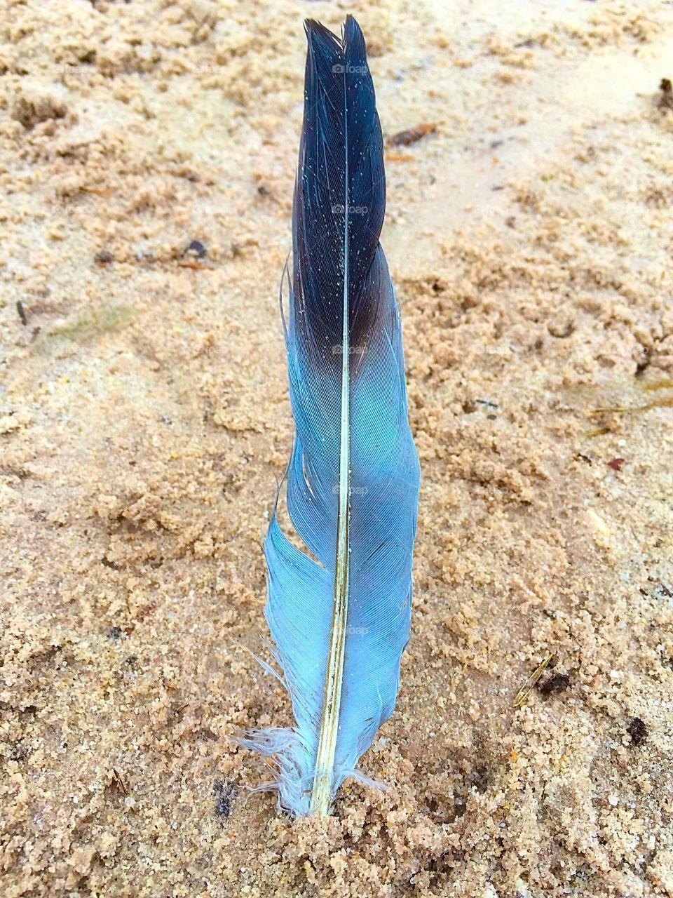 Feather in the sand